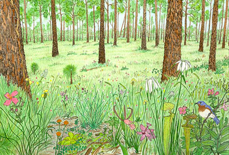 Longleaf pine savanna forest floor in spring