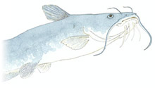 white catfish by Anne Marshall Runyon