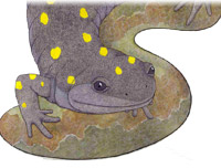 spotted salamander by Anne Marshall Runyon